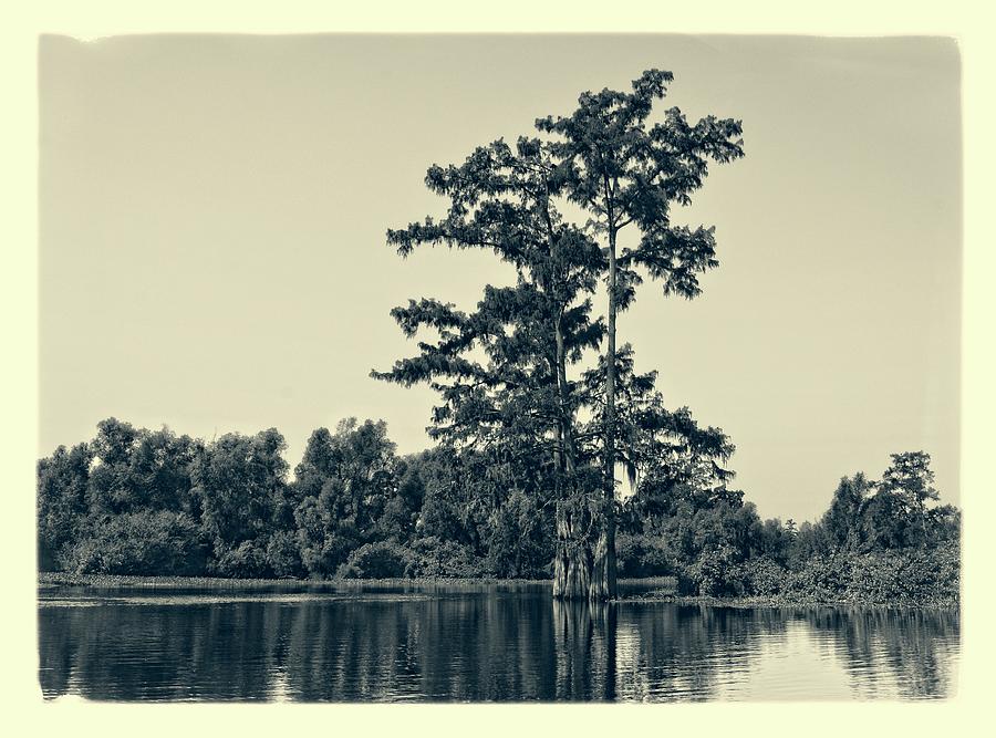 Atchafalaya Basin Southern Louisiana 2021 Ambrotype 112 Photograph by Maggy Marsh
