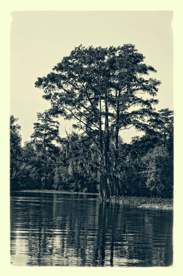 Atchafalaya Basin Southern Louisiana 2021 Ambrotype 121 Photograph by Maggy Marsh
