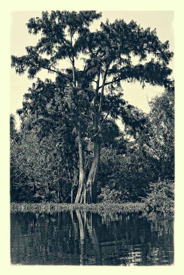 Atchafalaya Basin Southern Louisiana 2021 Ambrotype 129 Photograph by Maggy Marsh