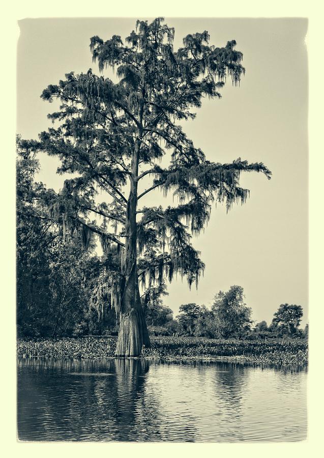 Atchafalaya Basin Southern Louisiana 2021 Ambrotype 130 Photograph by Maggy Marsh
