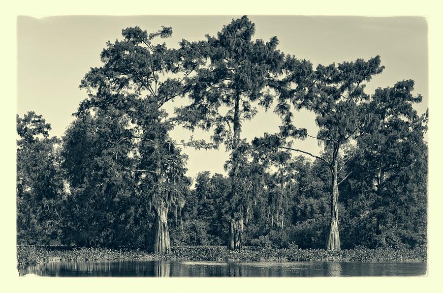 Atchafalaya Basin Southern Louisiana 2021 Ambrotype 87 Photograph by Maggy Marsh