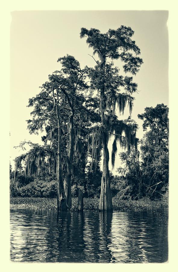 Atchafalaya Basin Southern Louisiana 2021 Ambrotype 95 Photograph by Maggy Marsh