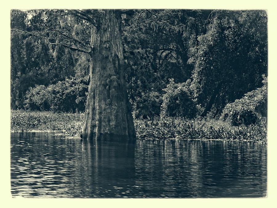 Atchafalaya Basin Southern Louisiana 2021 Ambrotype 98 Photograph by Maggy Marsh