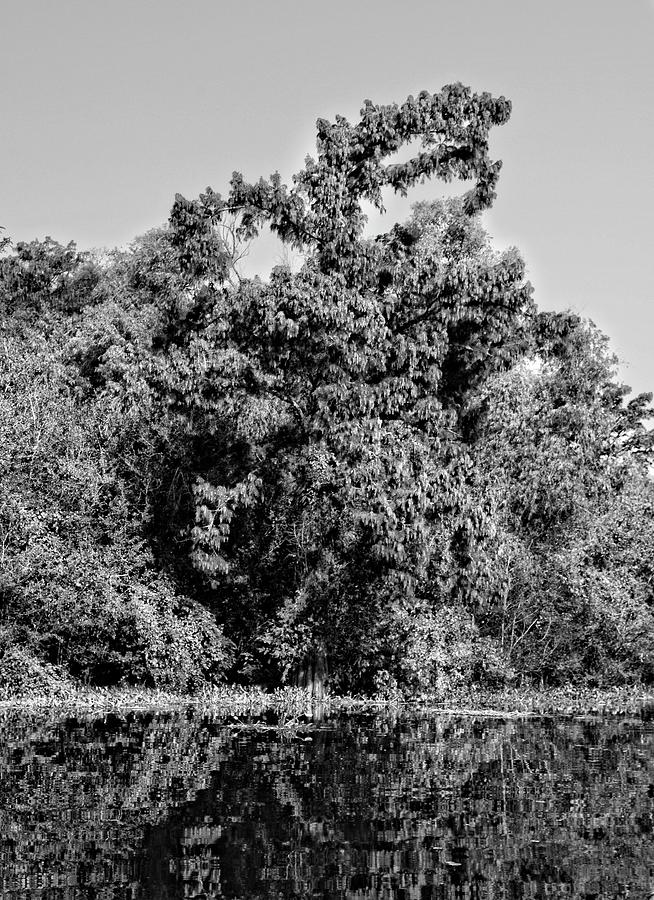 Atchafalaya Basin Southern Louisiana 2021 BW 20 Photograph by Maggy Marsh