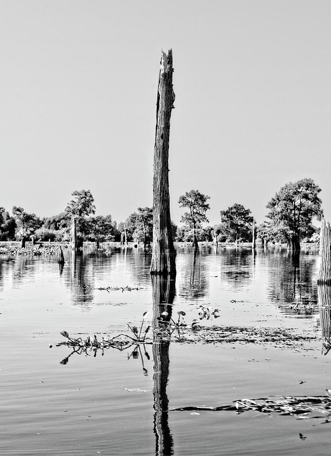 Atchafalaya Basin Southern Louisiana 2021 BW 44 Photograph by Maggy Marsh