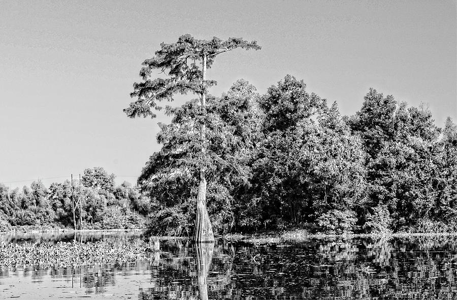 Atchafalaya Basin Southern Louisiana 2021 BW 6 Photograph by Maggy Marsh