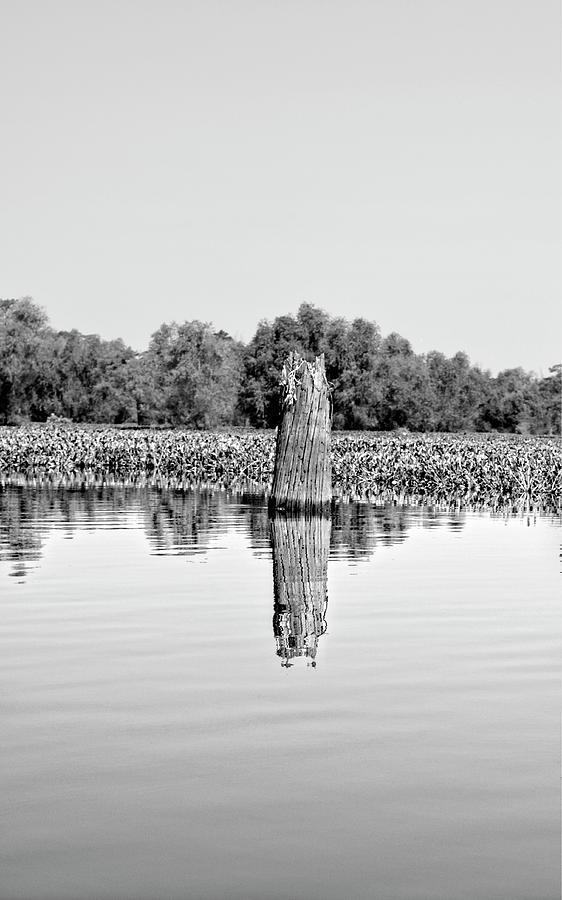 Atchafalaya Basin Southern Louisiana 2021 BW 63 Photograph by Maggy Marsh