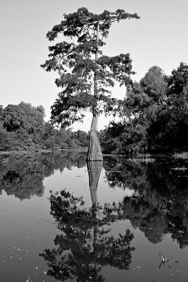 Atchafalaya Basin Southern Louisiana 2021 BW 7 Photograph by Maggy Marsh