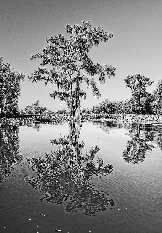 Atchafalaya Basin Southern Louisiana 2021 BW 70 Photograph by Maggy Marsh