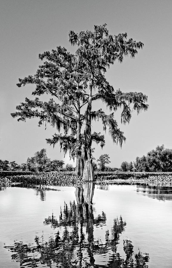 Atchafalaya Basin Southern Louisiana 2021 BW 71 Photograph by Maggy Marsh