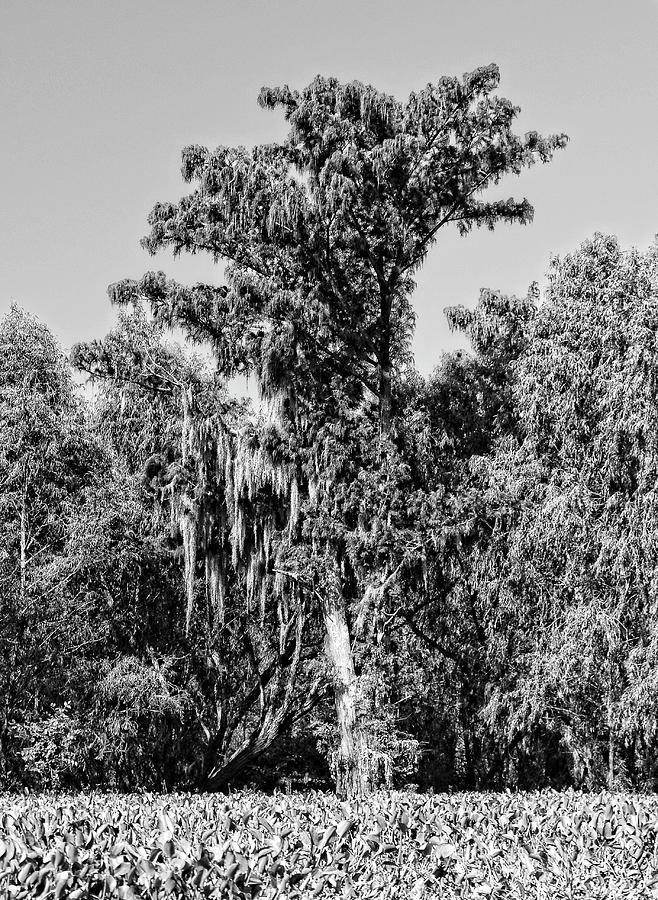 Atchafalaya Basin Southern Louisiana 2021 BW 74 Photograph by Maggy Marsh