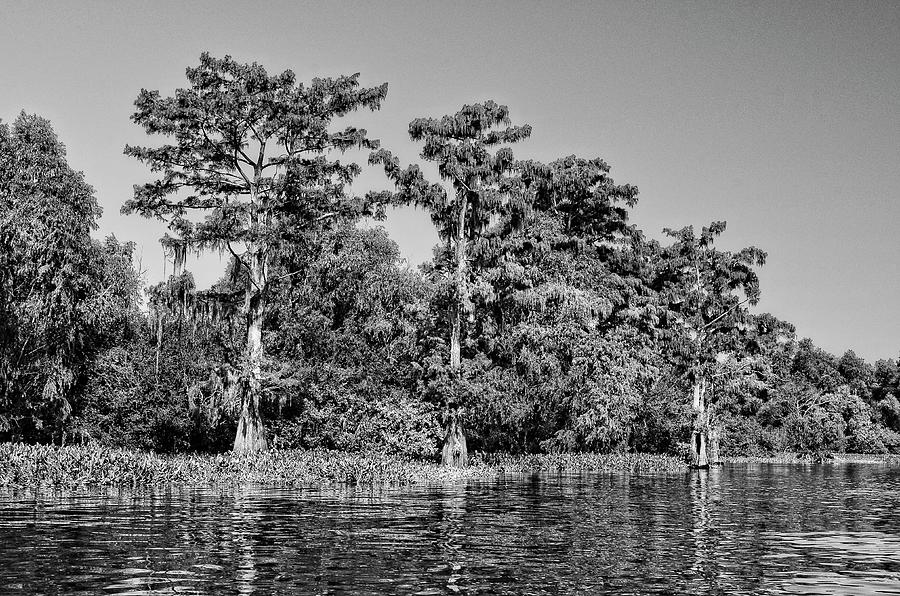 Atchafalaya Basin Southern Louisiana 2021 BW 75 Photograph by Maggy Marsh