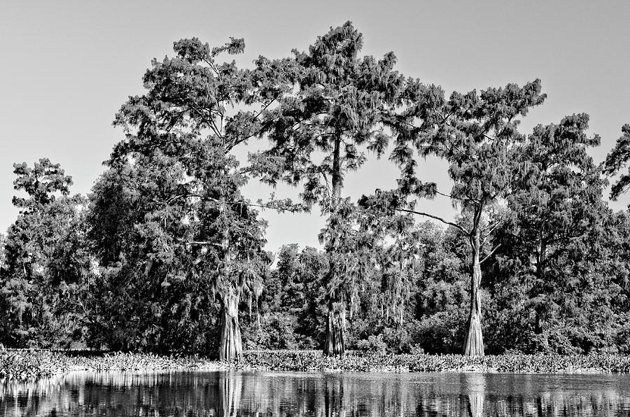 Atchafalaya Basin Southern Louisiana 2021 BW 83 Photograph by Maggy Marsh
