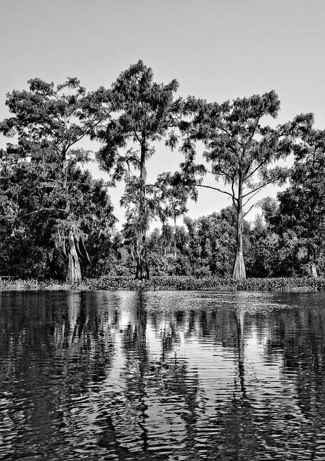 Atchafalaya Basin Southern Louisiana 2021 BW 84 Photograph by Maggy Marsh