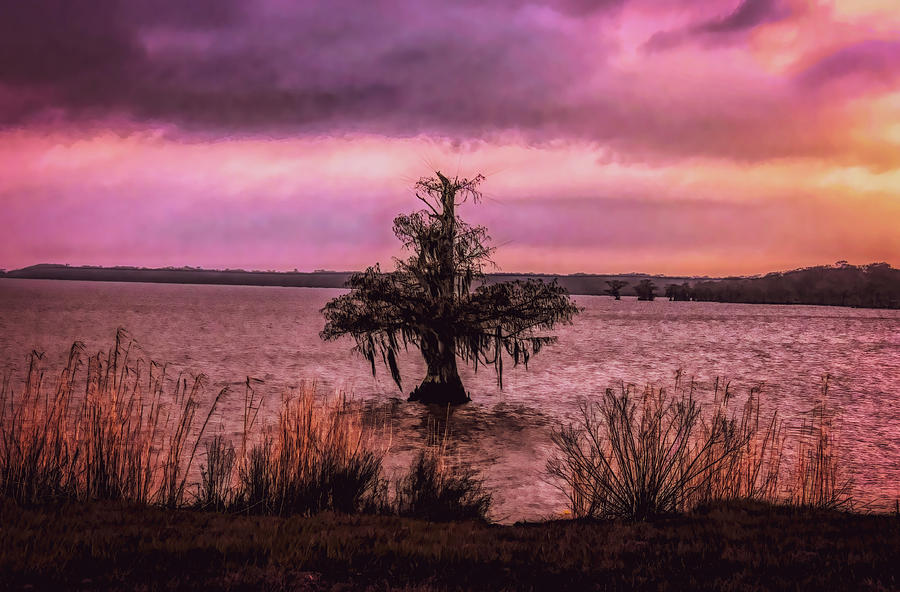 Atchafalaya National Wildlife Refuge Photograph by Norma Brandsberg ...