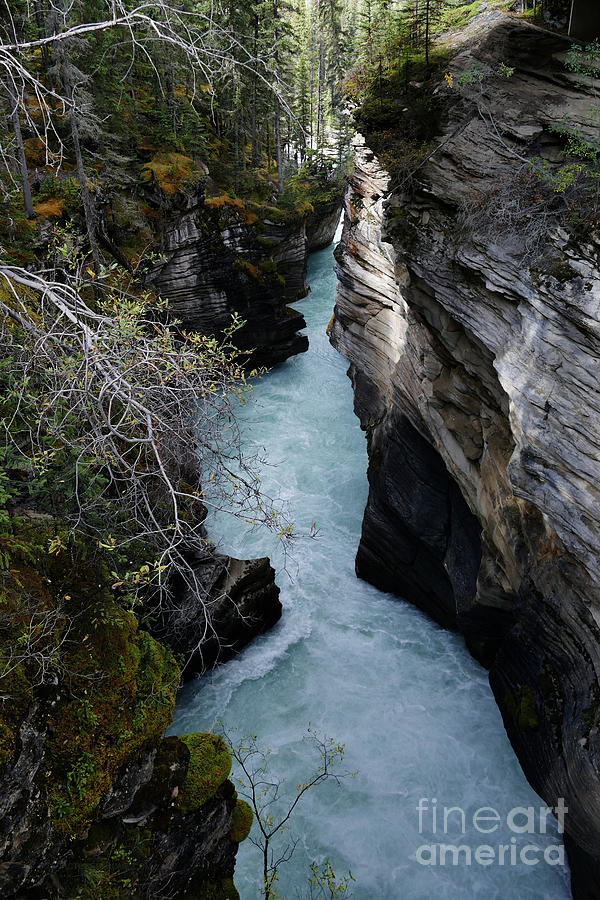 Athabasca River Canyon - Canada Photograph by Phil Banks