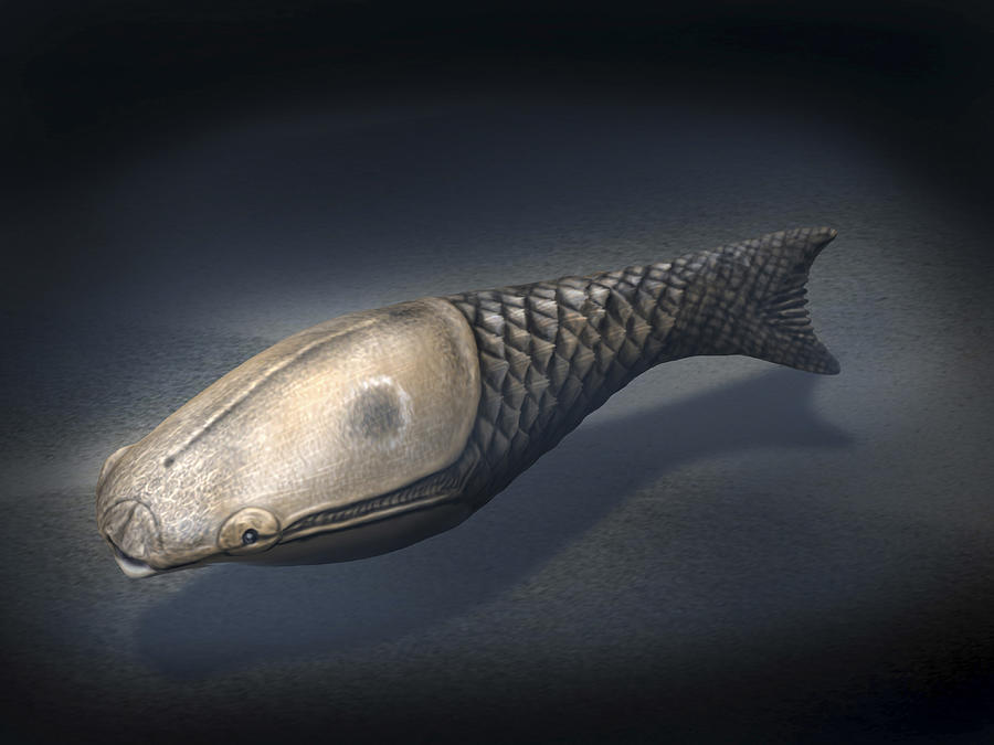 Athenaegis is an armored fish from the Paleozoic Era. Drawing by Nobumichi Tamura/Stocktrek Images