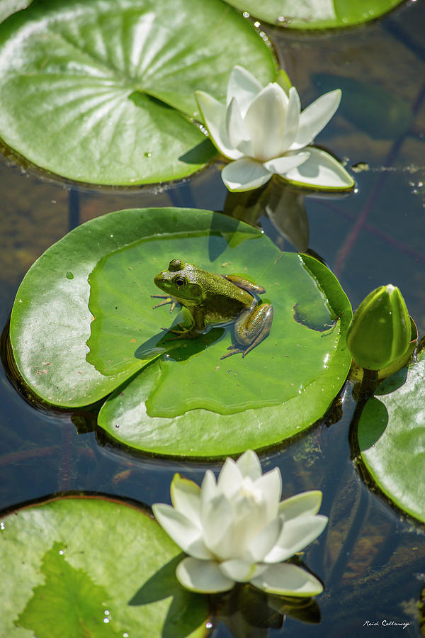 Athens GA Life Is Simple 2 Frog Lotus Flower State Botanical Garden Of Georgia Wildlife Art Photograph by Reid Callaway