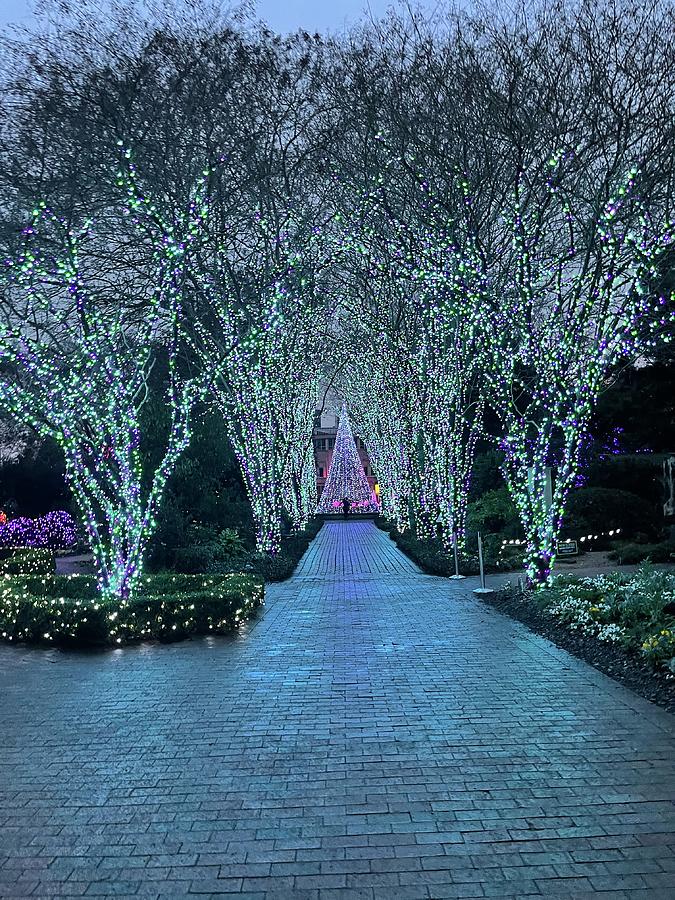 Atlanta Botanical Gardens Holiday Lights Photograph by David