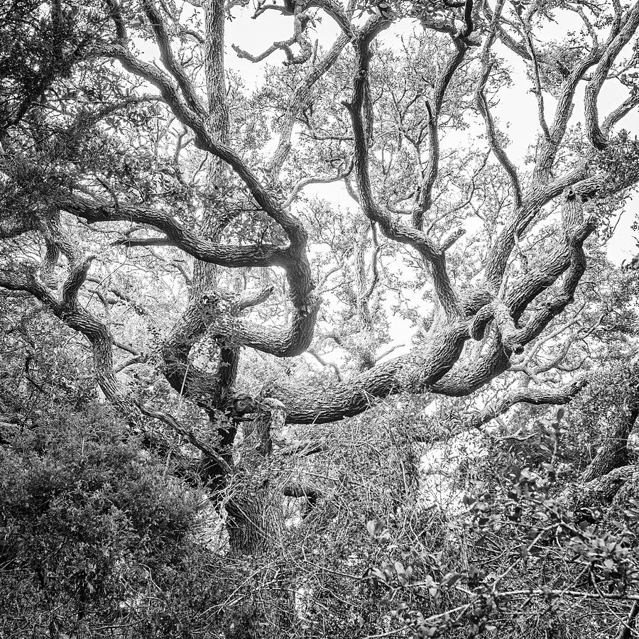 Atlantic Beach Live Oak Tree Photograph by Bob Decker
