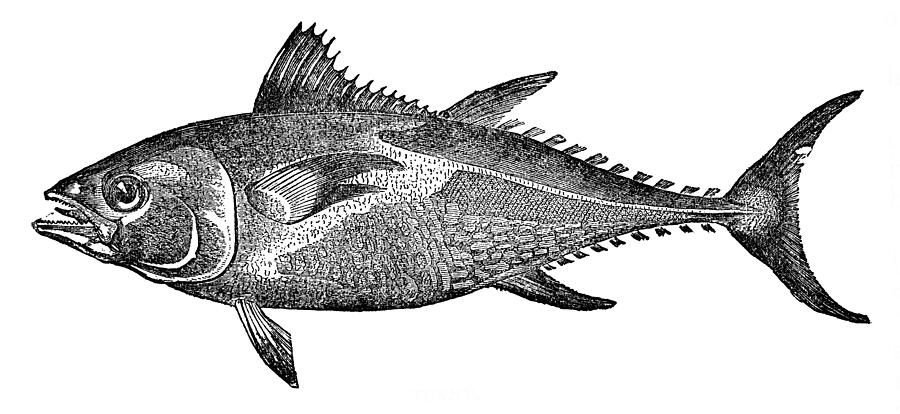 Atlantic Bluefin Tuna Fish (Thunnus Thynnus) - 19th Century Drawing by Powerofforever Atlantic Bluefin Tuna Fish (Thunnus Thynnus) - 19th Century Drawing by Powerofforever