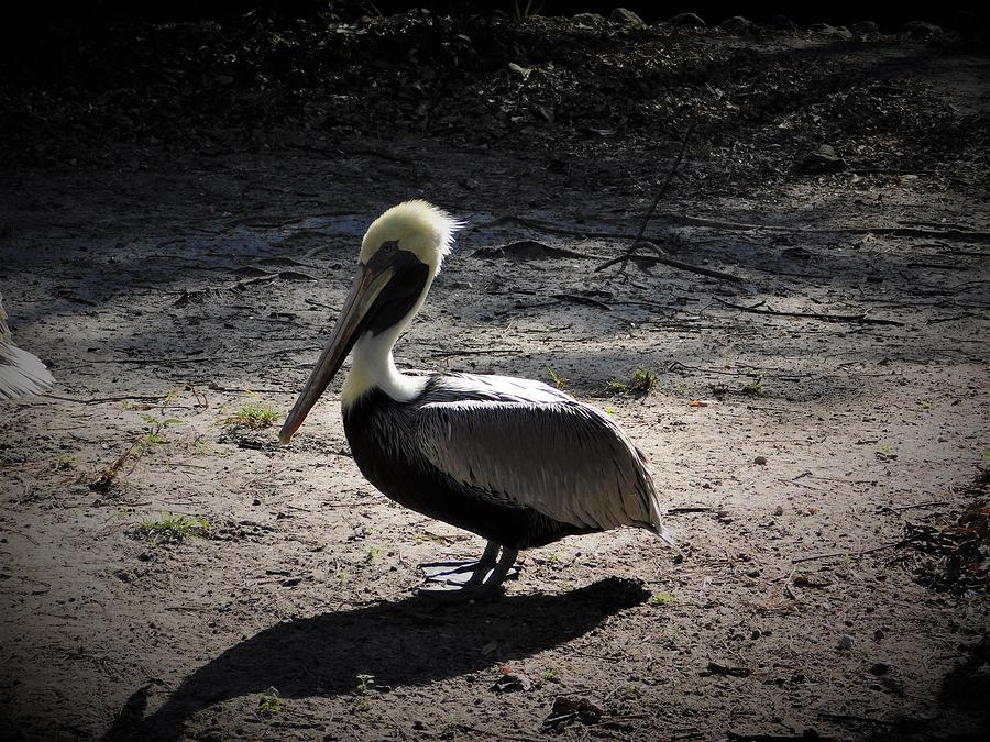 Atlantic Brown Pelican Photograph by Carl Moore