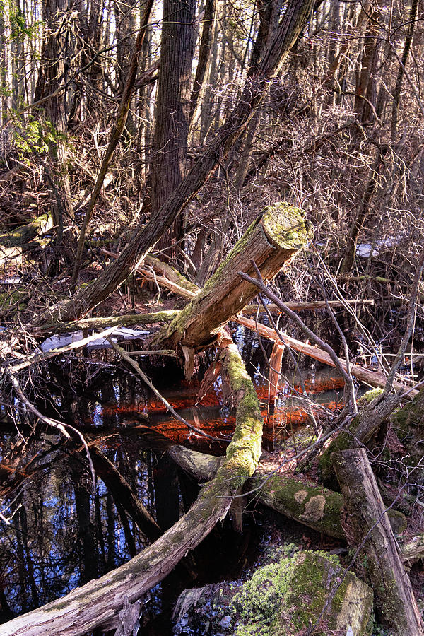 Atlantic Cedar Swamp at Bass River State Forest Photograph by Steven ...