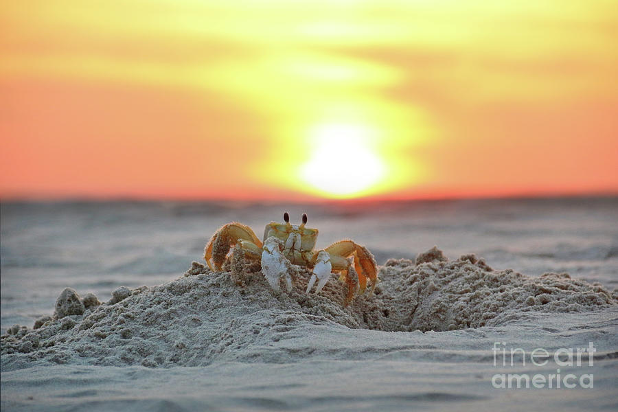 Atlantic Ghost Crab 2610 2611 Photograph by Jack Schultz