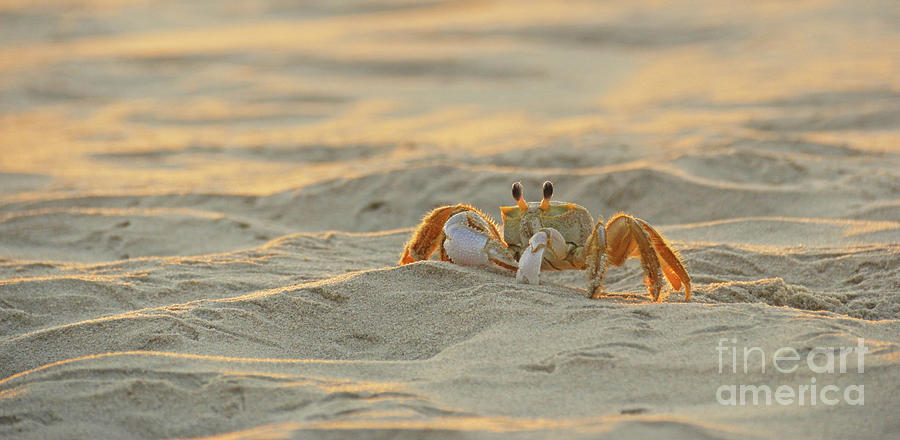 Atlantic Ghost Crab 2643 Photograph by Jack Schultz