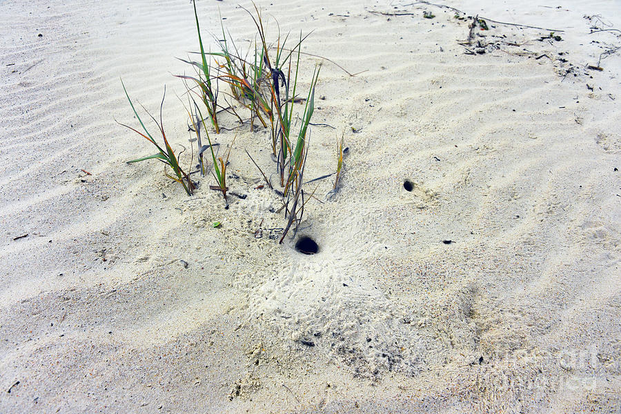 Atlantic Ghost Crab Burrows Photograph by Catherine Sherman | Fine Art ...