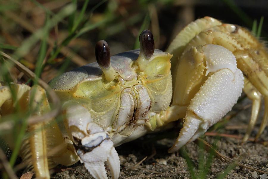 Atlantic Ghost Crab Close-up Photograph by Liza Eckardt
