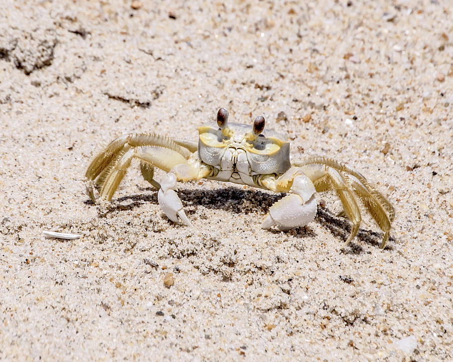 Atlantic Ghost Crab Photograph by Teresa Hughes - Fine Art America