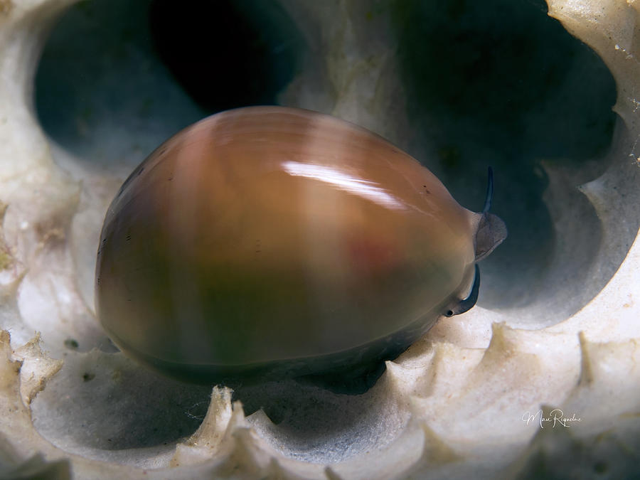 Atlantic Gray Cowry Photograph by Mau Riquelme - Fine Art America