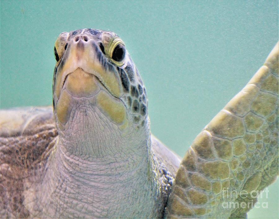 Atlantic Green Sea Turtle Photograph by Charlene Adler