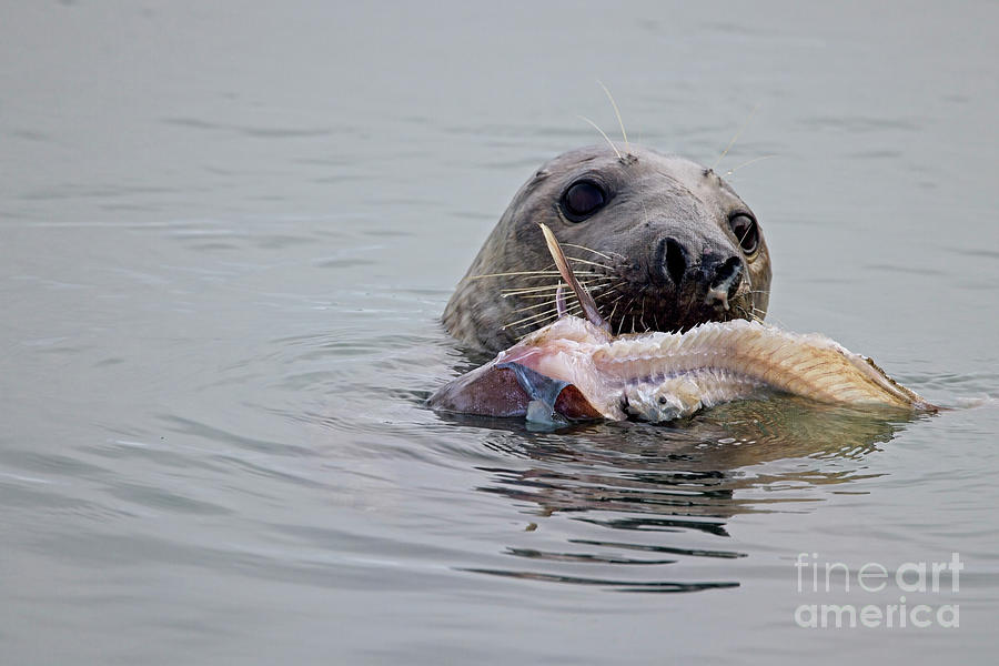 Atlantic Grey Seal eating a fish Photograph by Tony Mills