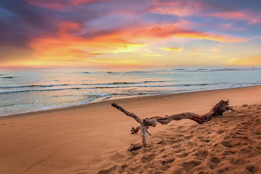 Beach Photograph - Atlantic Ocean Driftwood by Bill Wakeley