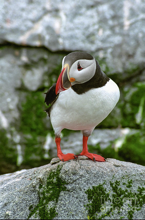 Atlantic Puffin Photograph by Alana Ranney