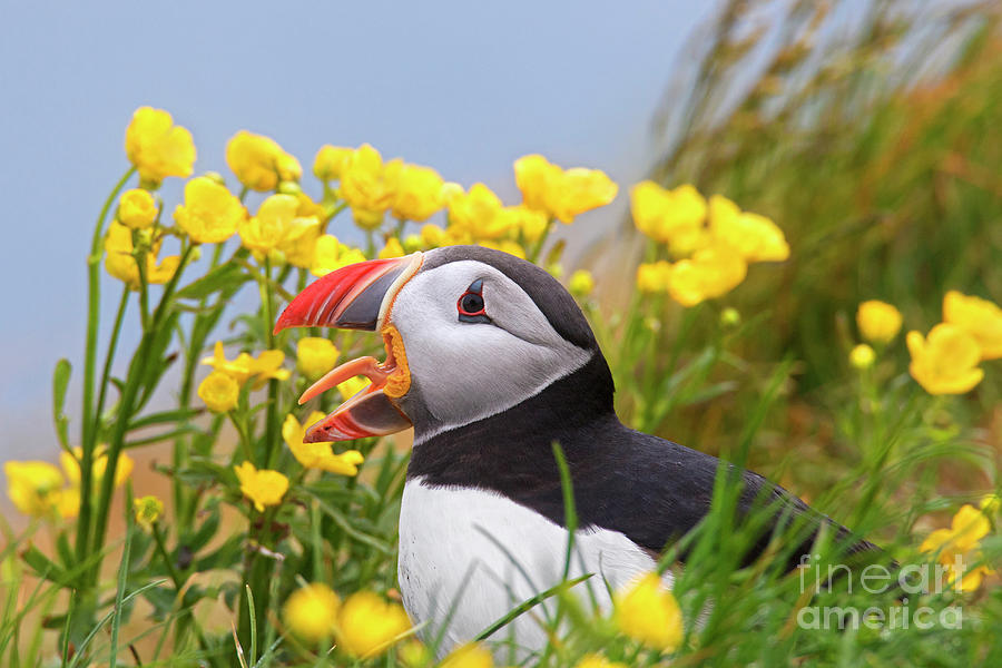 Atlantic Puffin among Wildflowers Photograph by Arterra Picture Library