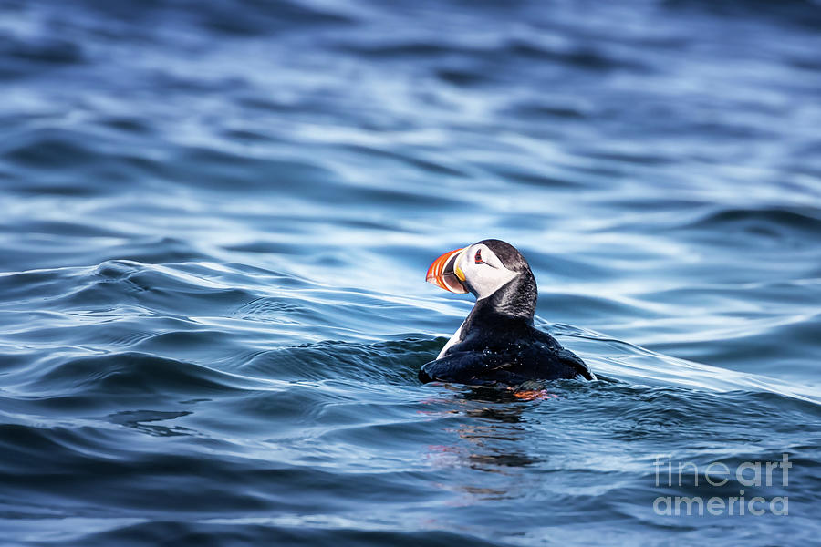 Atlantic puffin bobbing on the cold waters off the coast of Sval Photograph by Jane Rix