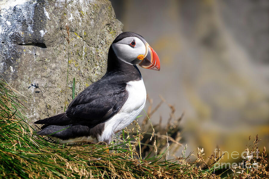 Atlantic Puffin Photograph by Delphimages Photo Creations