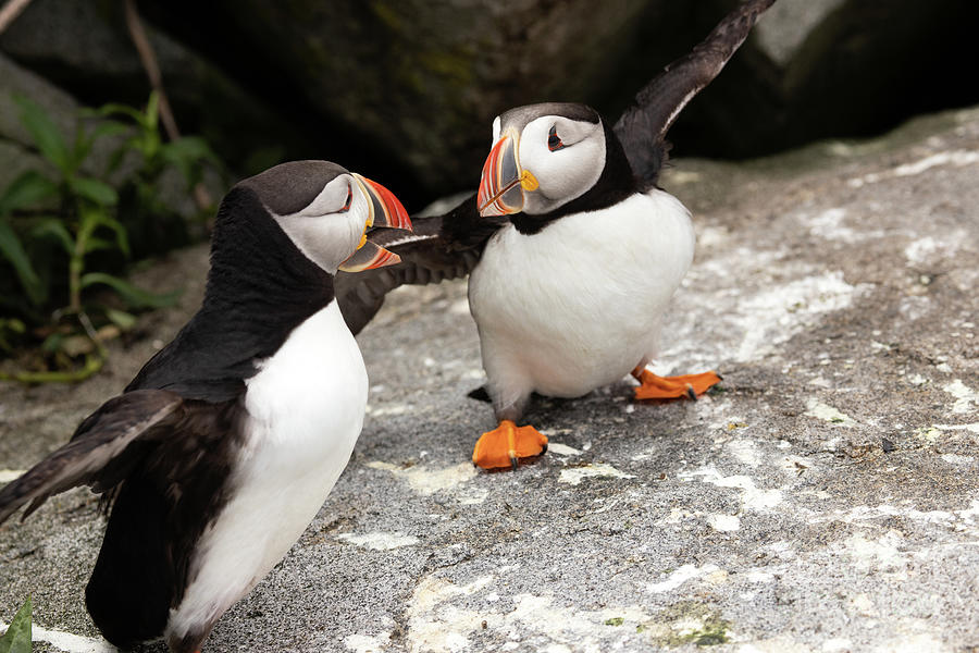 Atlantic Puffin Disagreement Photograph by Jeannette Hunt