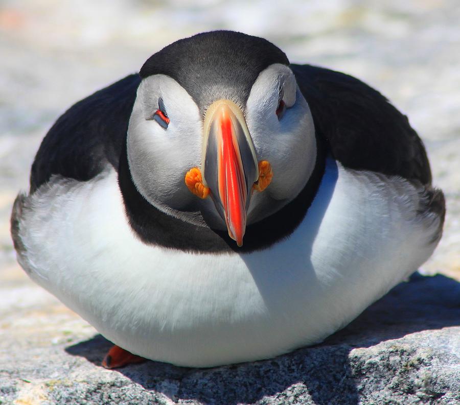 Atlantic Puffin Face to Face Photograph by John Burk - Fine Art America