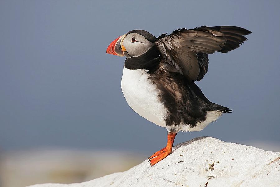 Atlantic Puffin Flapping Wings Photograph