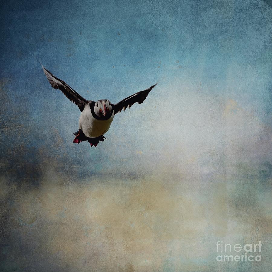 Wildlife Photograph - Atlantic Puffin Flying by Eva Lechner
