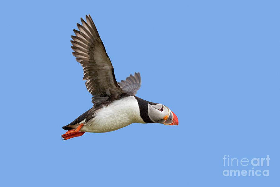Atlantic Puffin in Flight Photograph by Arterra Picture Library