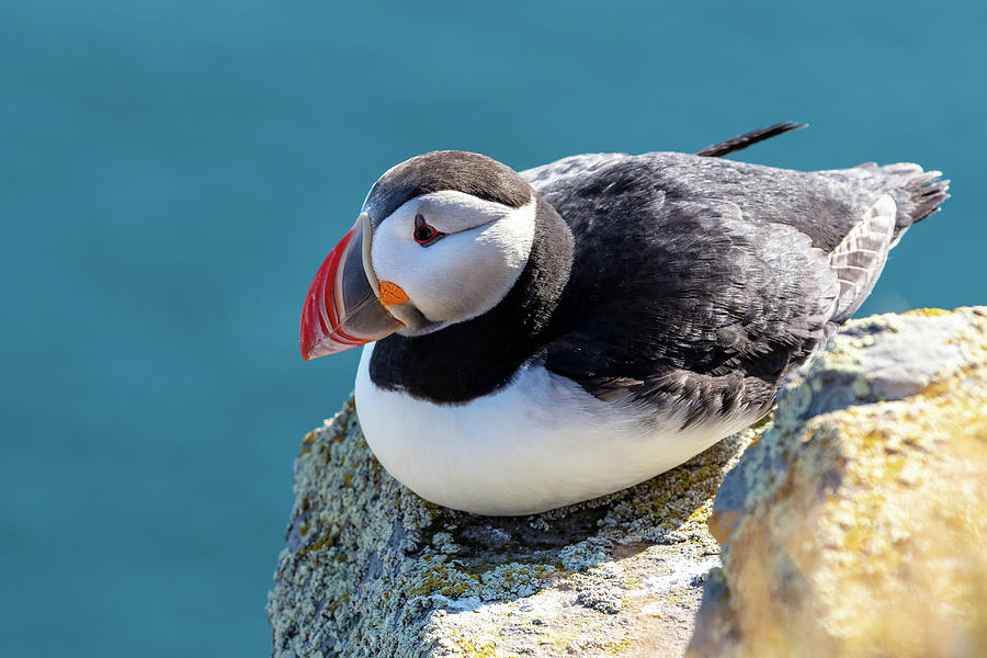 Atlantic Puffin In Iceland Photograph