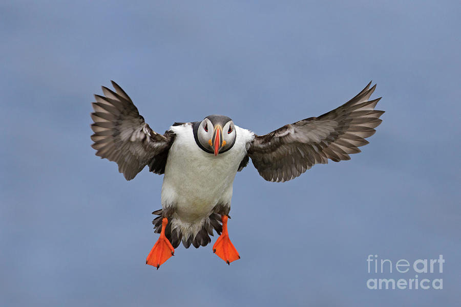 Atlantic Puffin Landing Photograph by Arterra Picture Library
