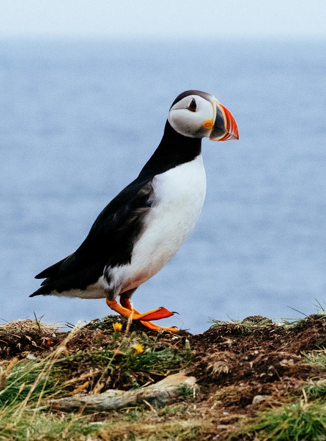 Atlantic Puffin Photograph by Laura Tucker