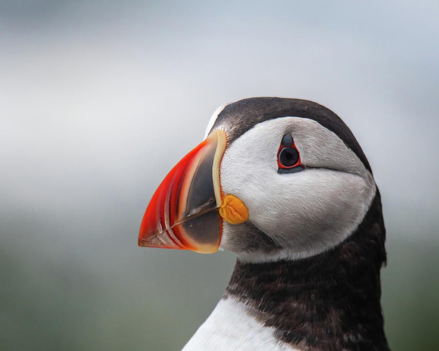 Atlantic Puffin Profile Photograph by Rodger Crossman - Pixels