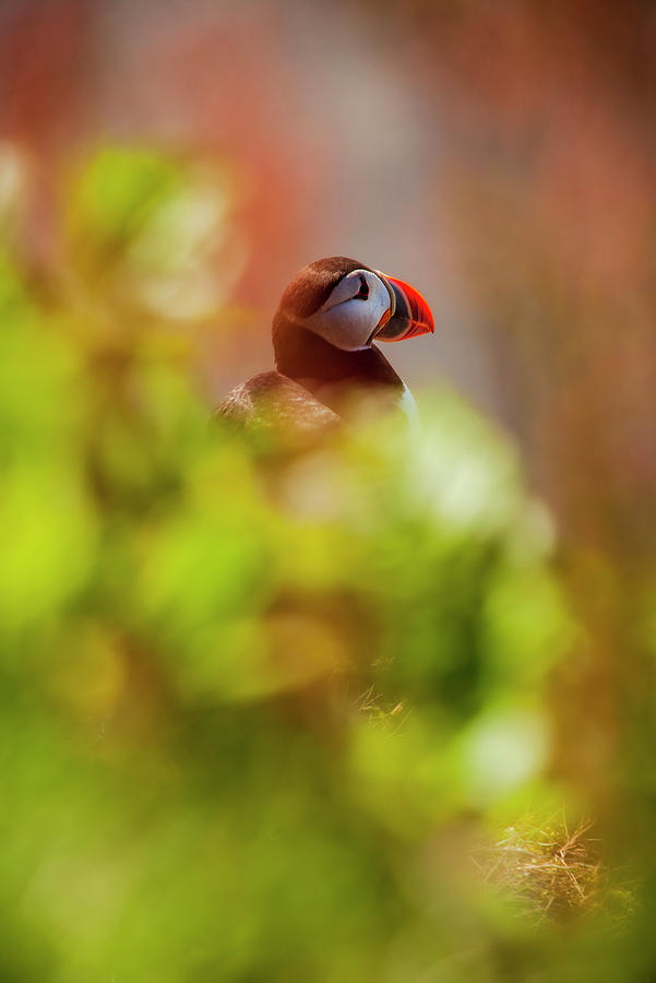 Atlantic Puffin Photograph by Ruben Vicente